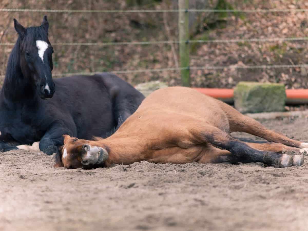 Do Horses Get Tired