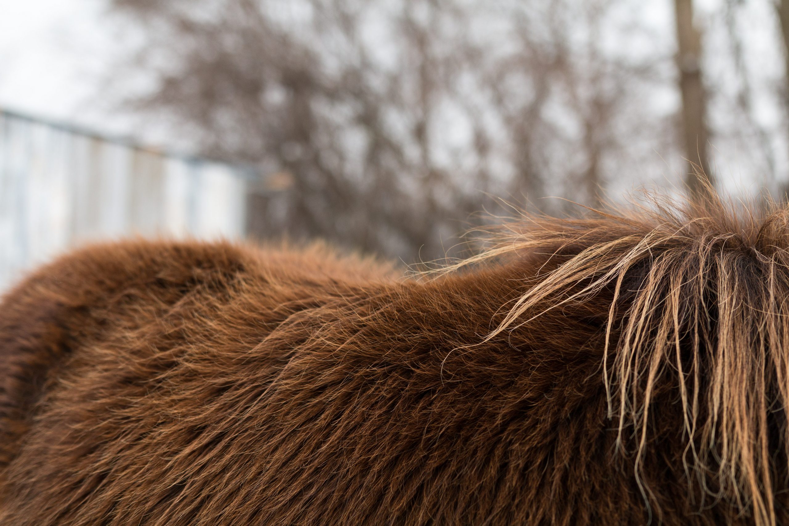 Do Horses Have Fur