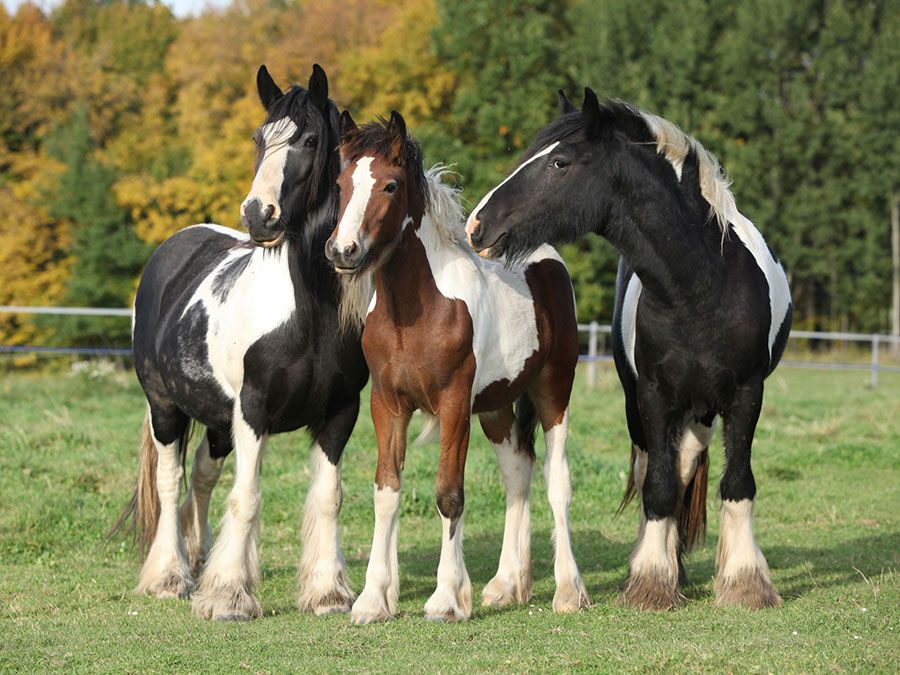 Do Horses Sleep Standing