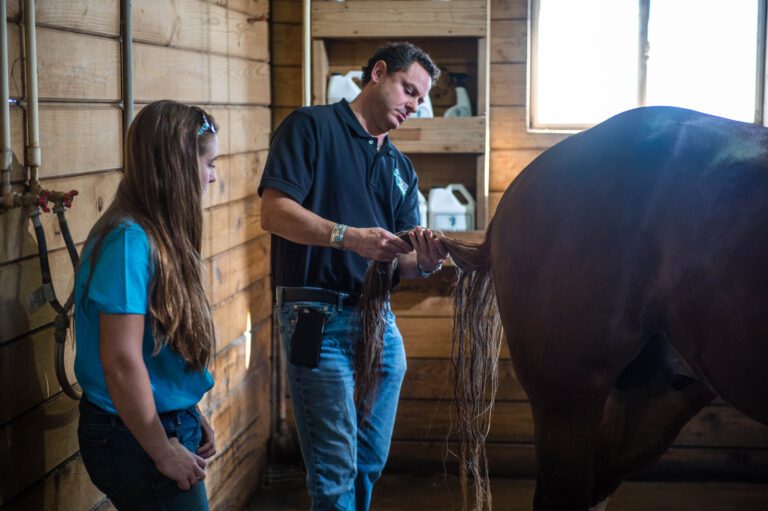 Do Horses Tails Grow Back