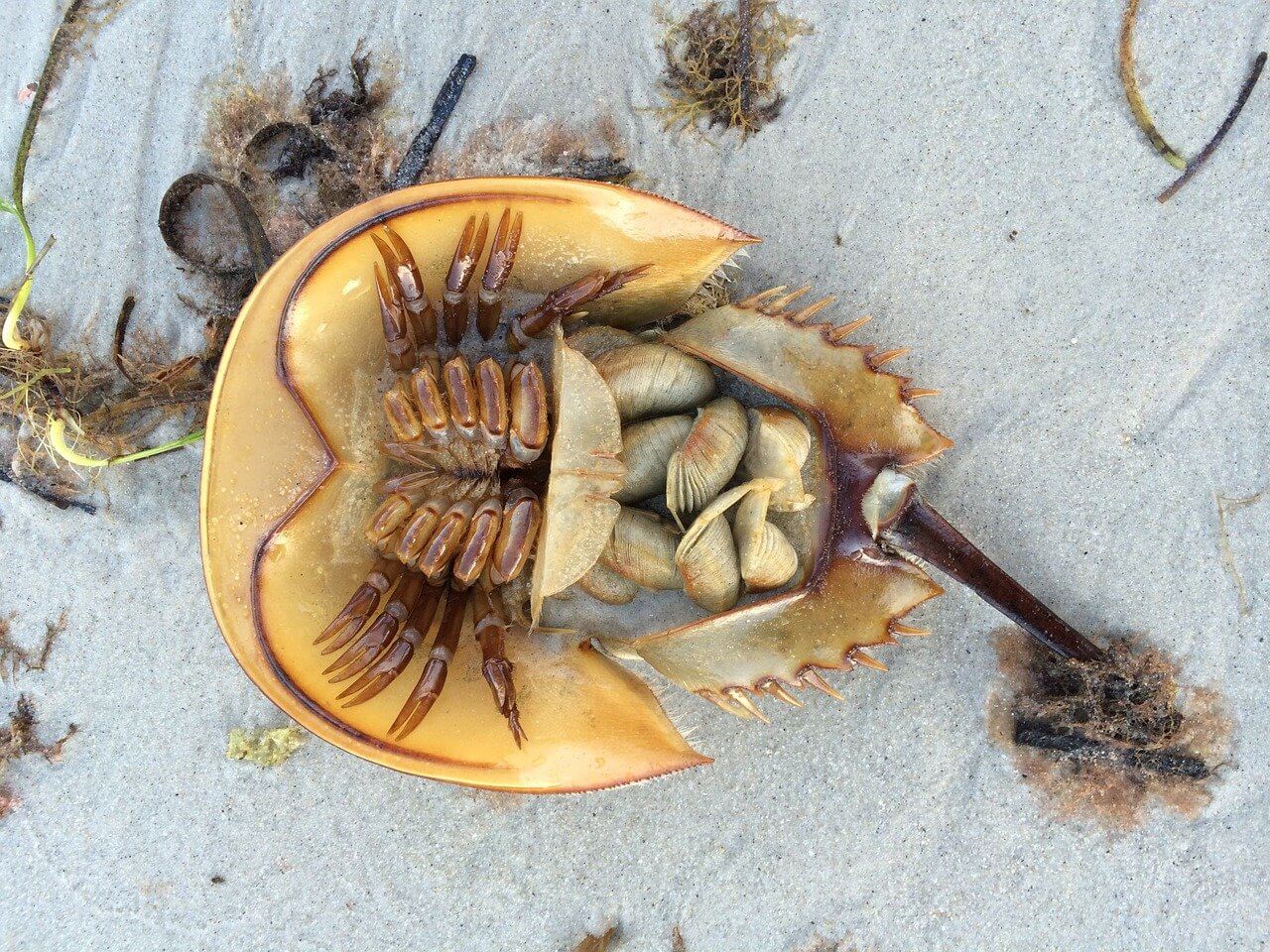 Do Horseshoe Crabs Feel Pain