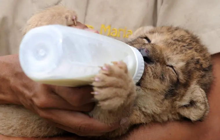 Do Lions Drink Milk