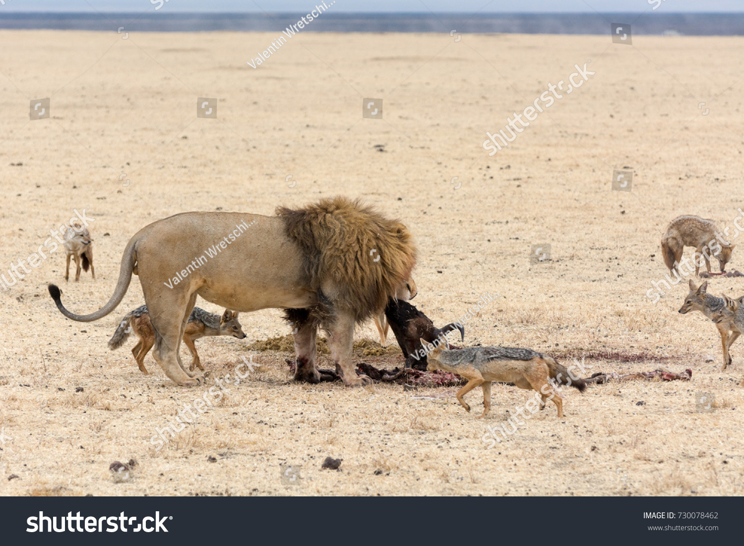 Do Lions Eat Jackals