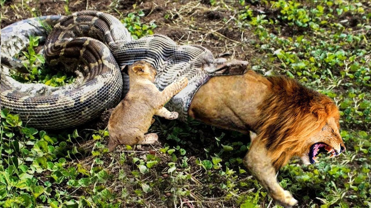 Do Lions Eat Snakes