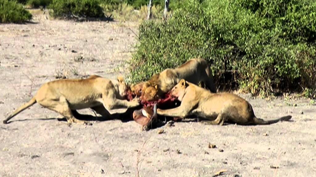 Do Lions Eat Their Prey Alive