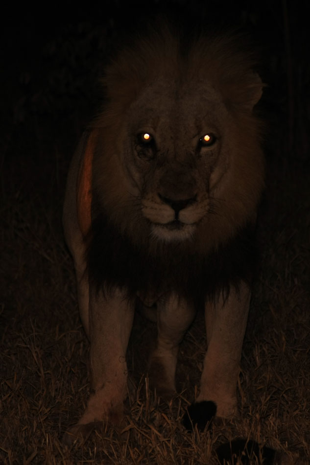Do Lions Have Night Vision