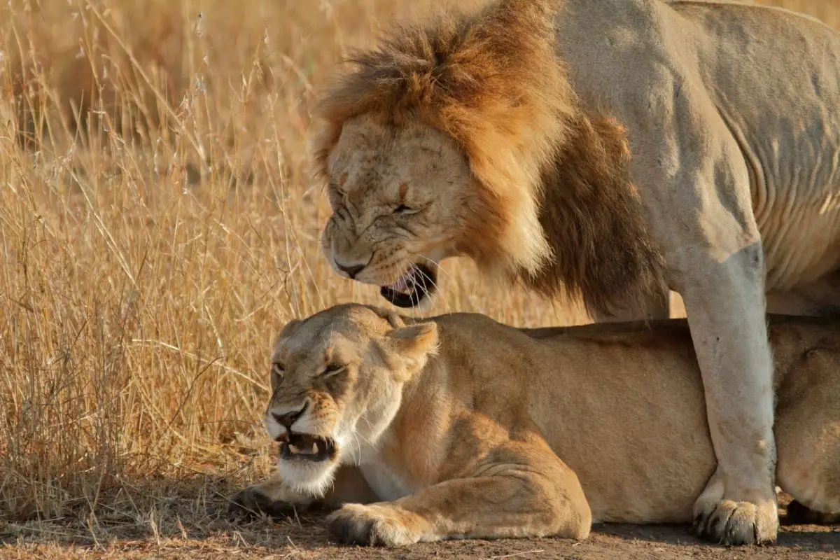 Do Lions Mate With Their Siblings