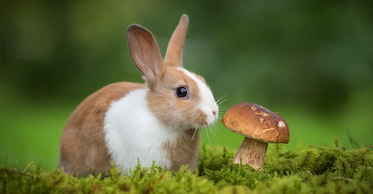 Do Rabbits Eat Mushrooms