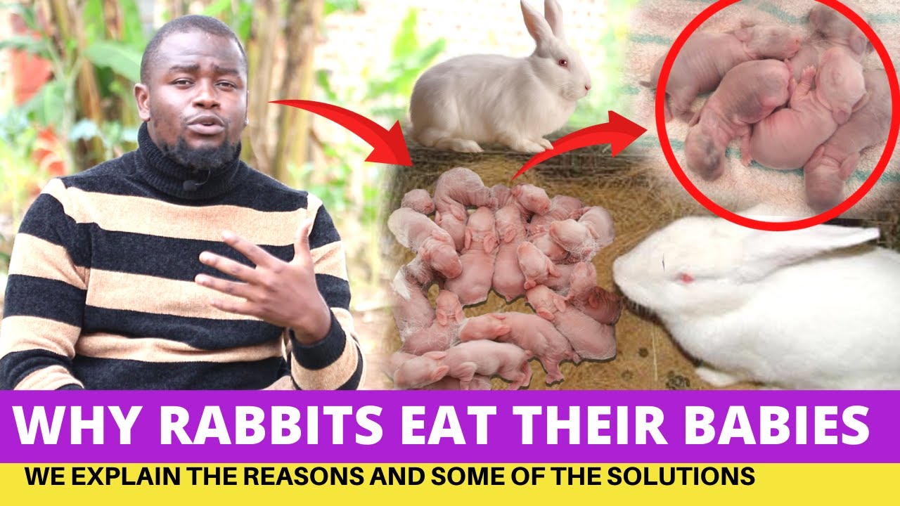 Do Rabbits Eat Their Young