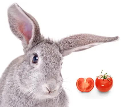 Do Rabbits Eat Tomatoes