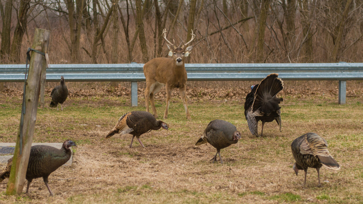 Do Turkeys Scare Away Deer?