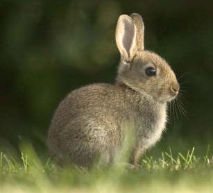 Do Wild Rabbits Eat Bird Seed