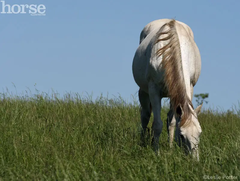 Does Horse Have Gallbladder