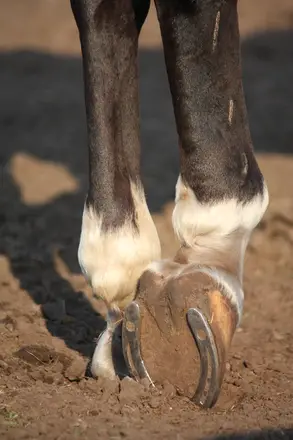 Does Trimming Horse Hooves Hurt