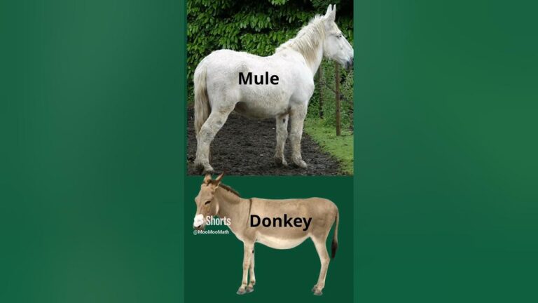 Donkey Vs Mule Vs Horse - Wildlife and all animal