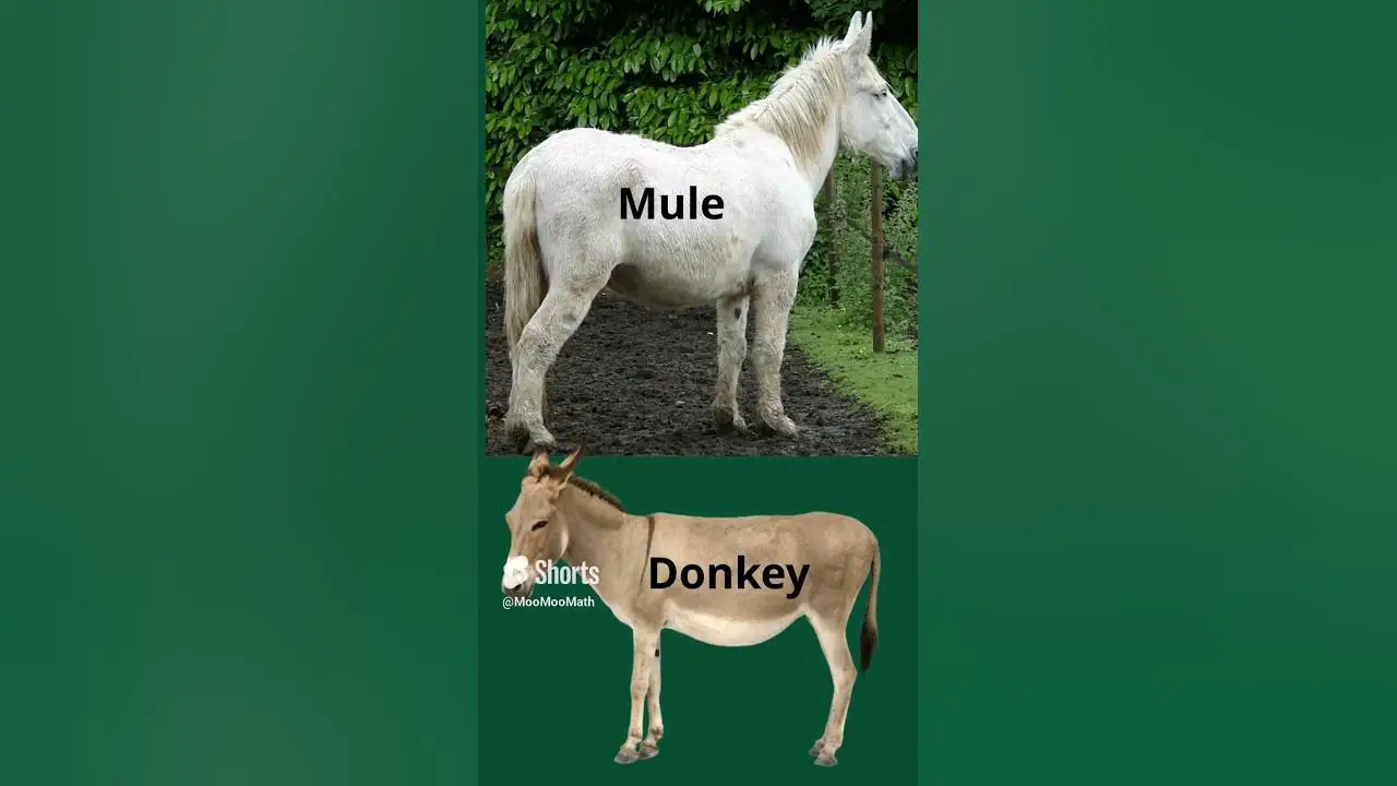 Donkey Vs Mule Vs Horse
