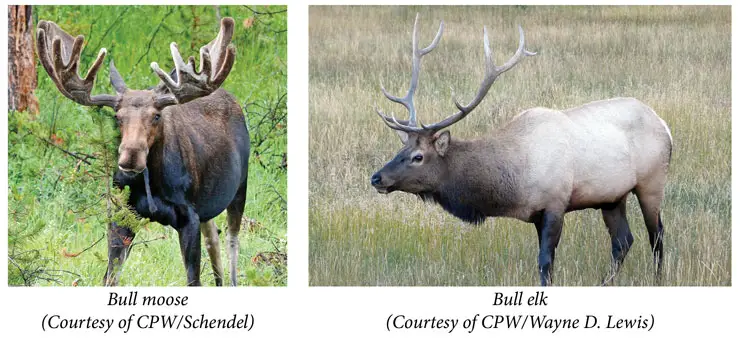 Elk Vs Moose