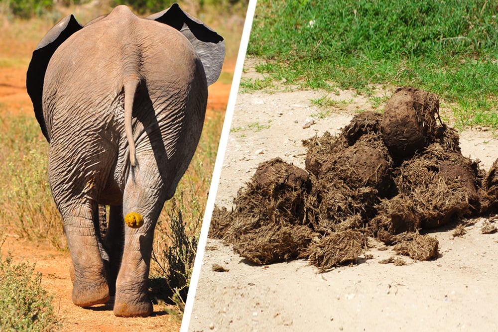 How Big is Elephant Poop