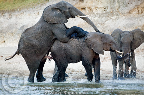 How Do Elephants Have Intercourse