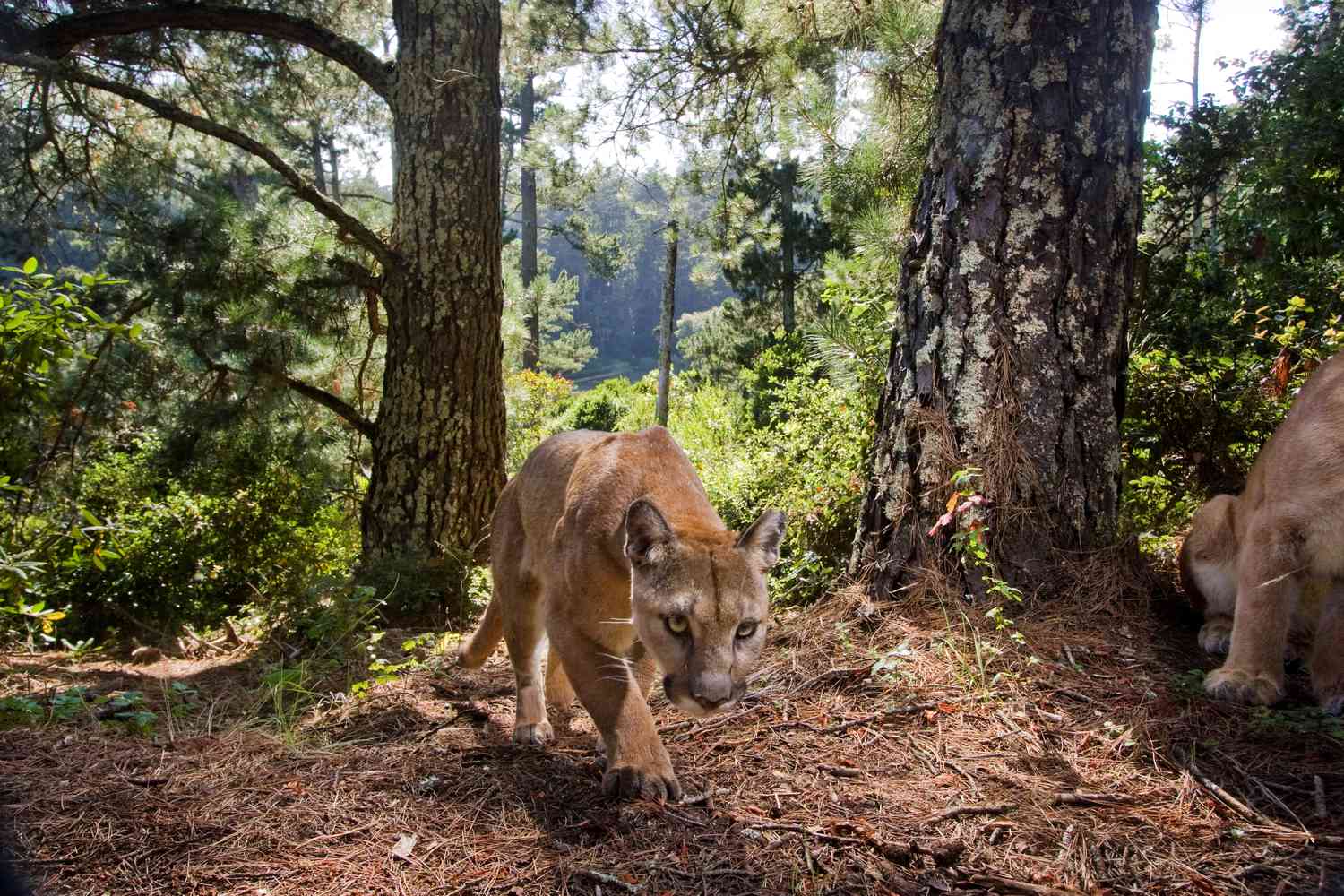 How Do Mountain Lions Adapt to Their Environment