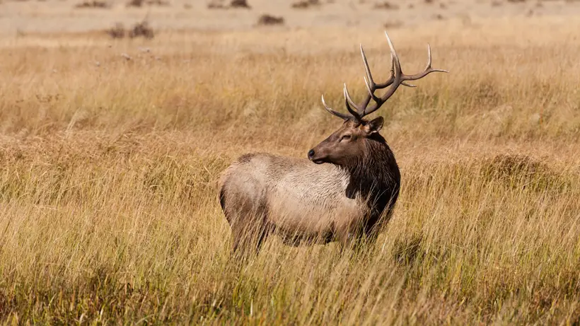 How Far Can Elk See