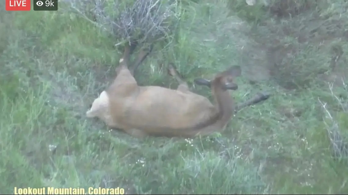 How Long are Elk Pregnant