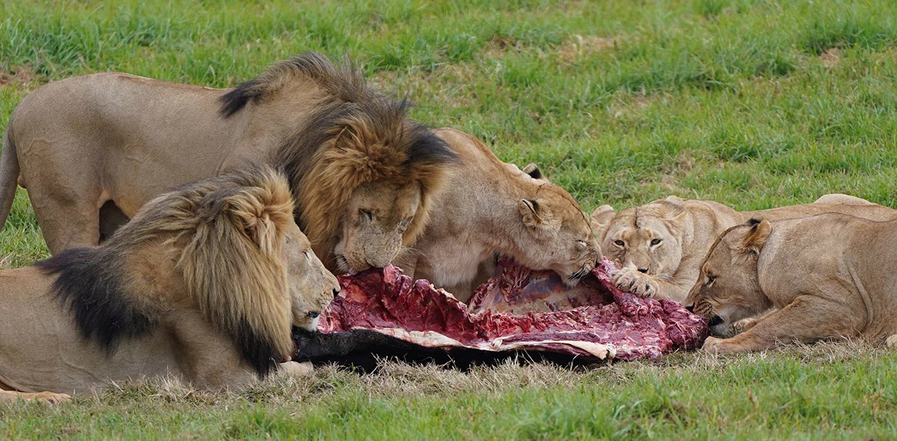 How Long Can a Lion Go Without Eating
