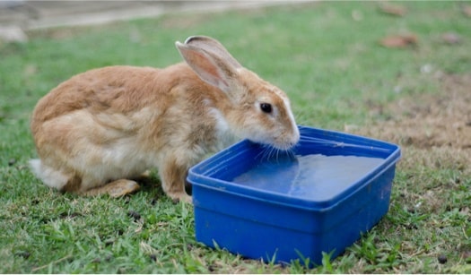 How Long Can Rabbits Go Without Water