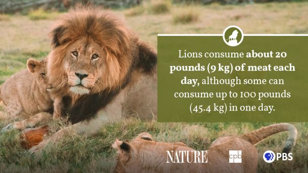 How Much Does a Lion Weigh