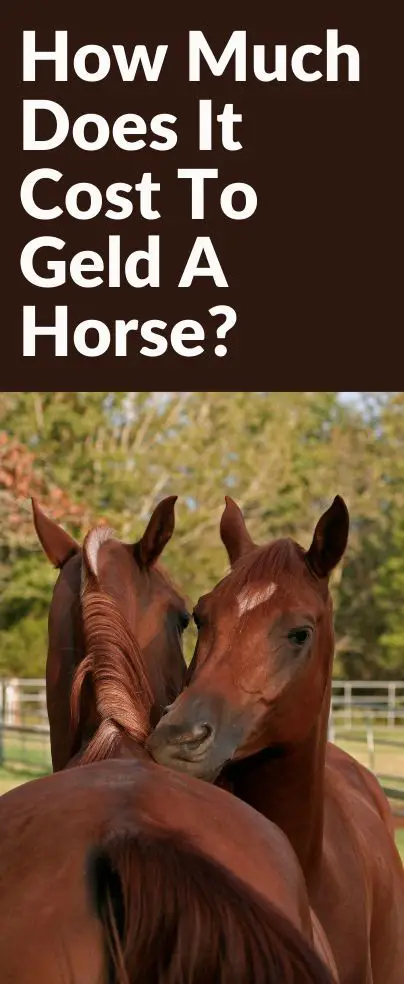 How Much Does It Cost to Geld a Horse