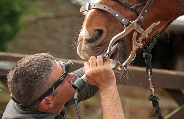 How Much Does Teeth Floating in Horses Cost