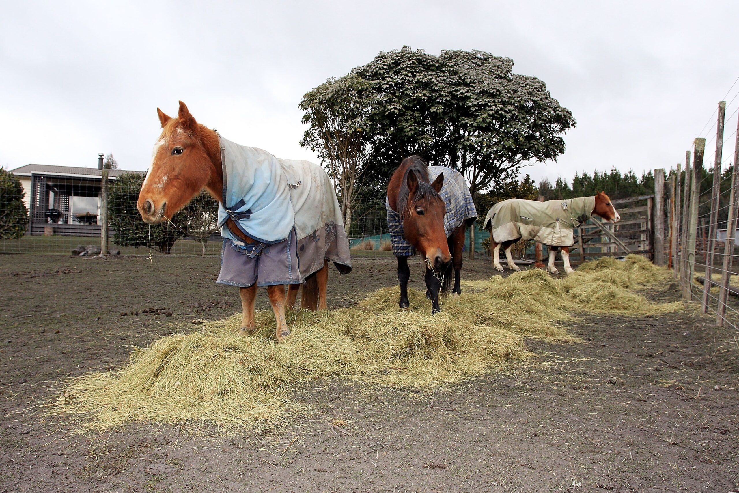 How Much Hay Does a Horse Eat in a Year
