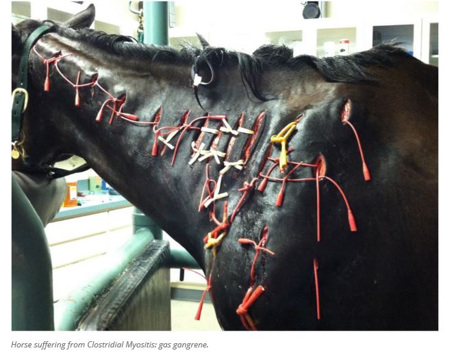 How Often Can You Give Banamine to a Horse