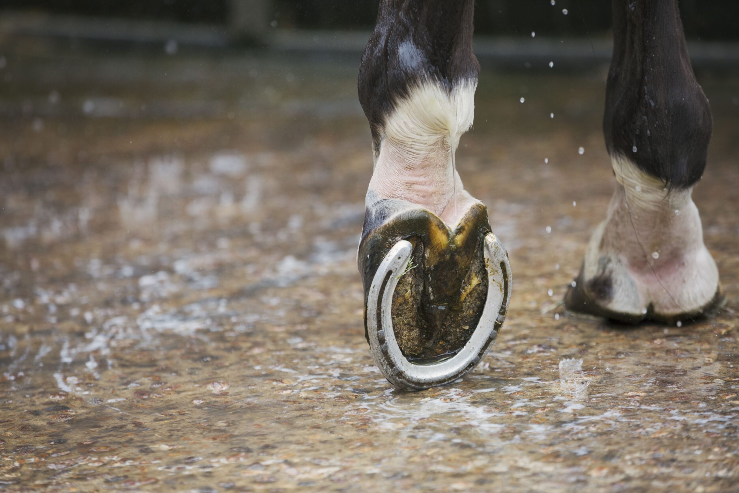 How Often Do Horses Need New Shoes