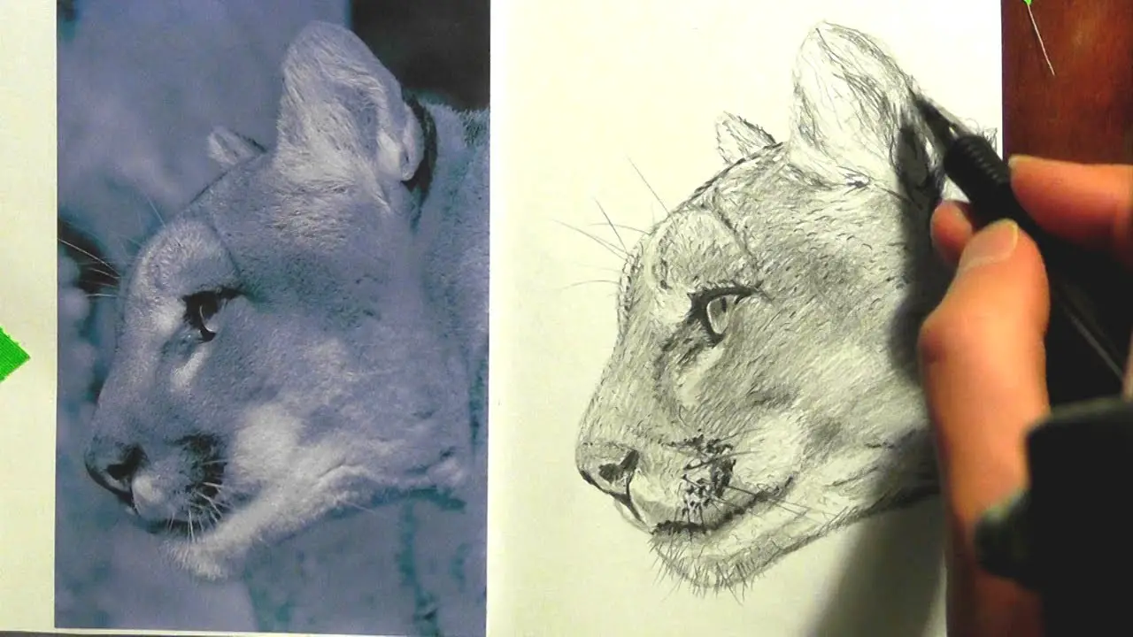 How to Draw a Mountain Lion