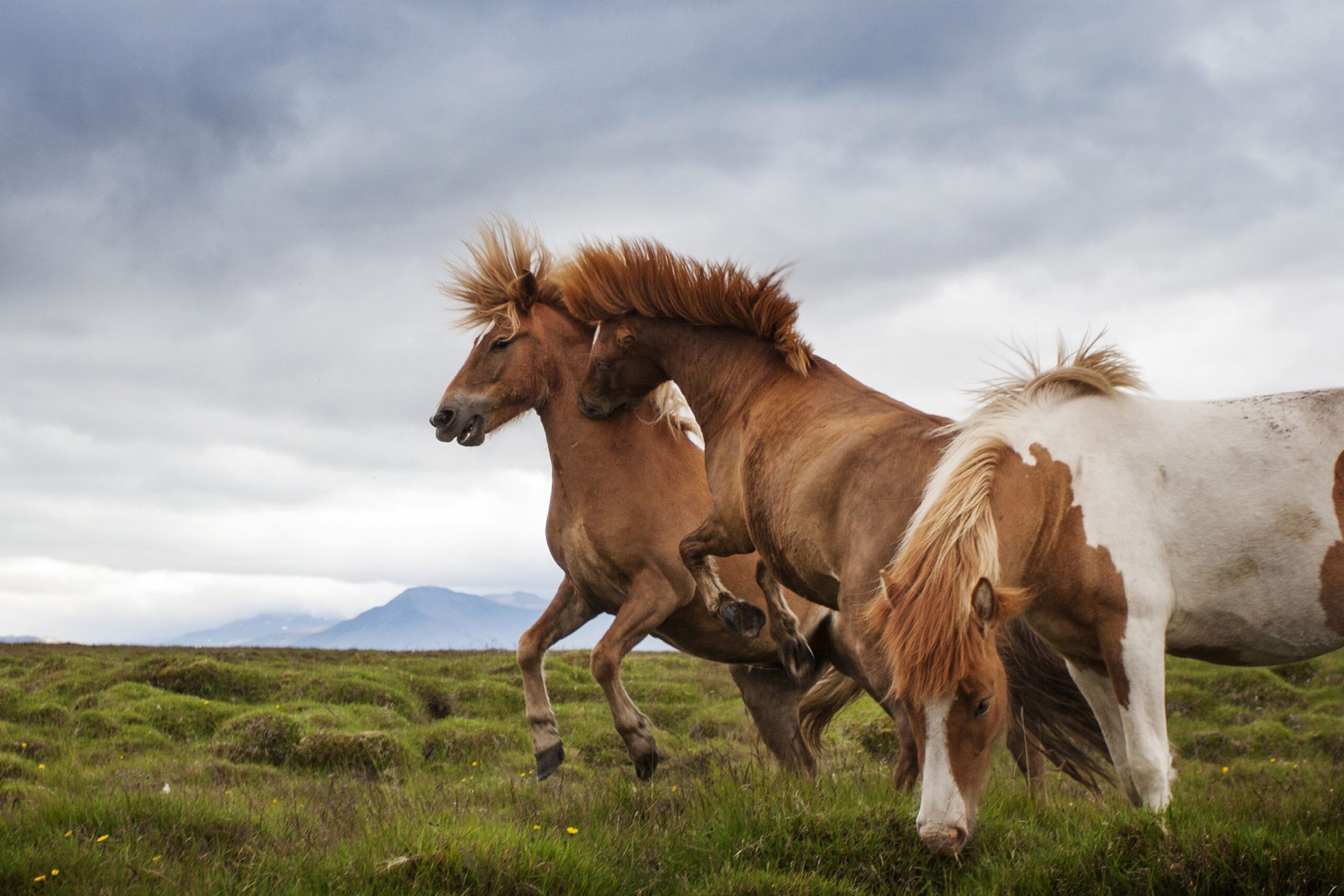 How to Stop a Horse from Bullying Other Horses