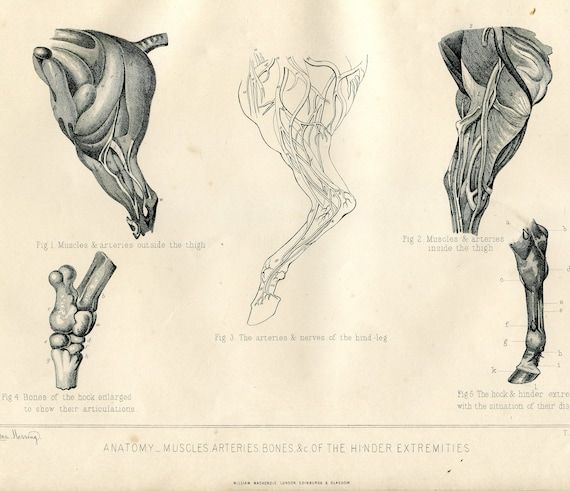 How to Study Horses And Their Skeletal And Muscular Makeup