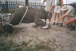 How to Train an Elephant - Explore the Best Outdoor Gear, Animal Guides ...