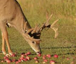 Do Deer Like Apples Or Pears Better?