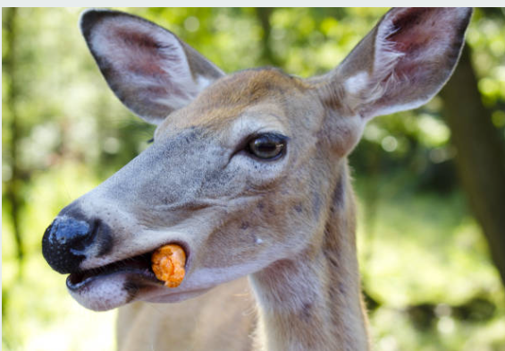 Can Deer Eat Uncooked Popcorn?
