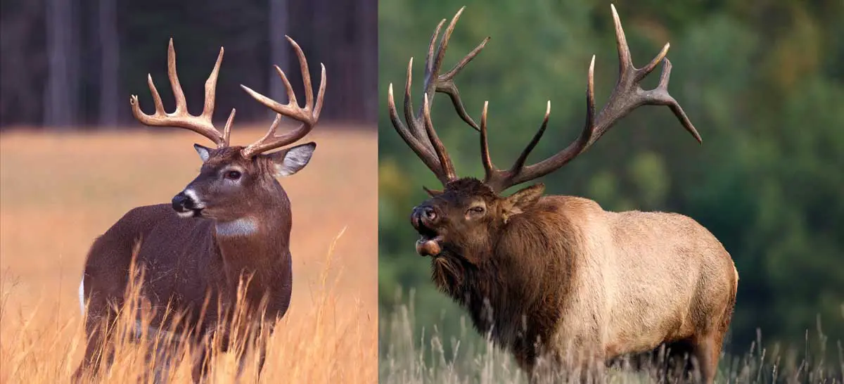 Is Elk Considered Venison