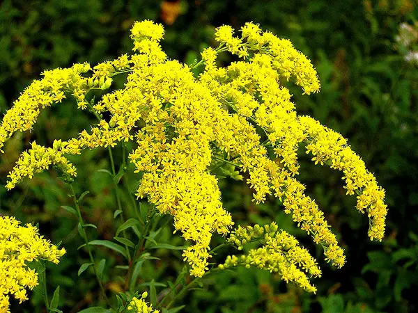 Is Goldenrod Deer Resistant?