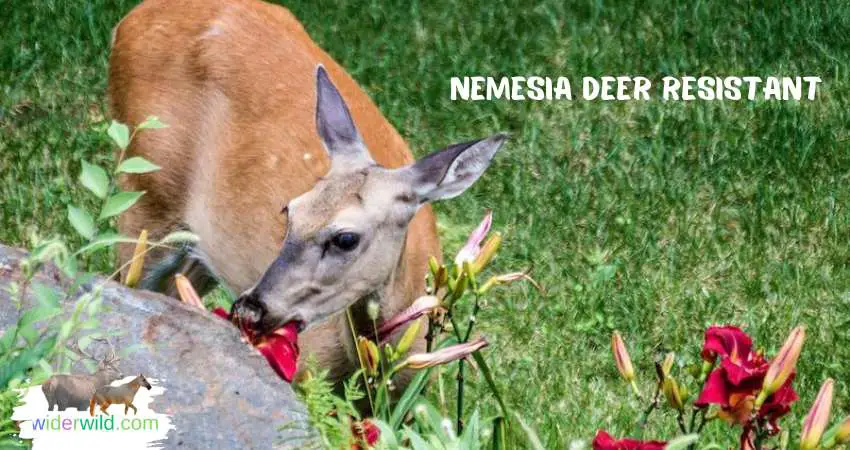 Is Nemesia Deer Resistant?