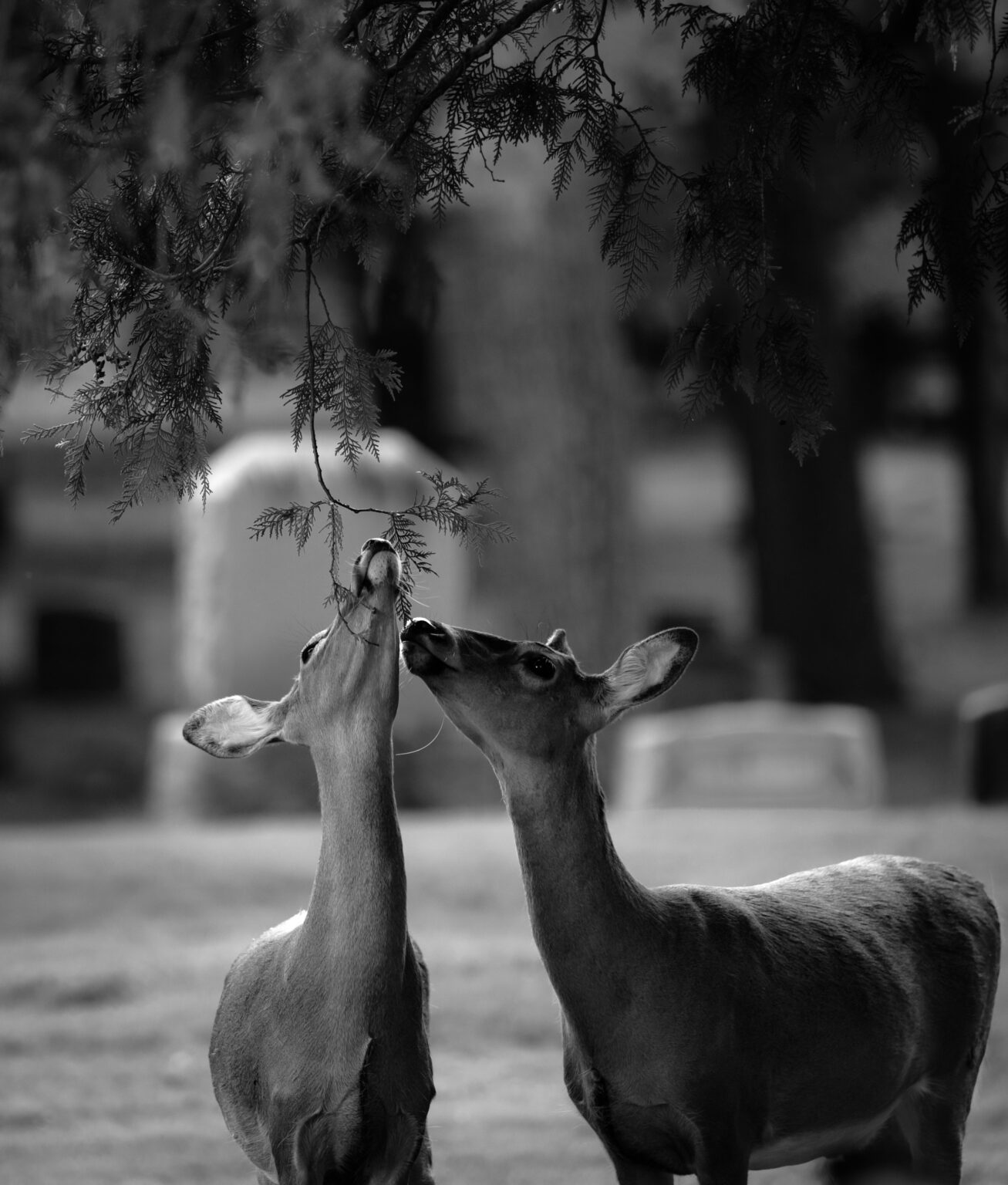 Do Deer Eat Pine Trees? A Look at Their Bark Consumption
