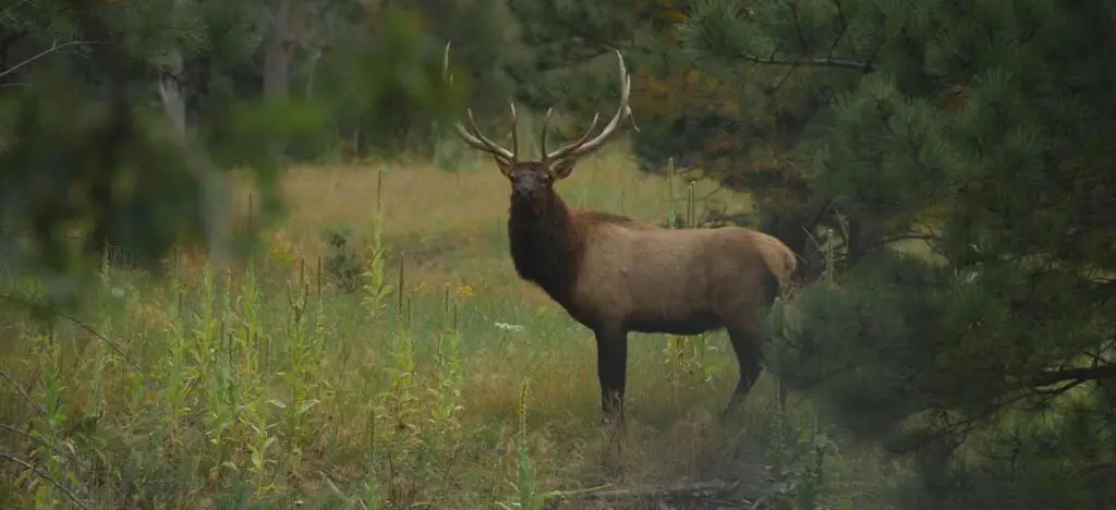 What Colors Can Elk See - widerwild.com