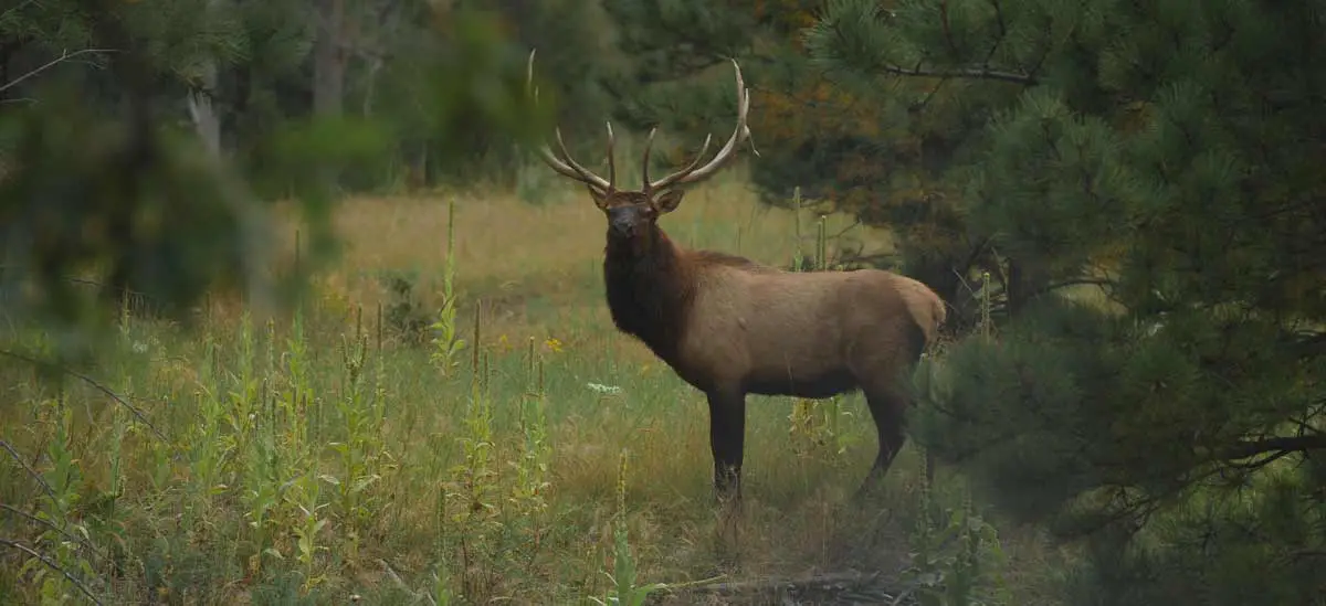 What Colors Can Elk See