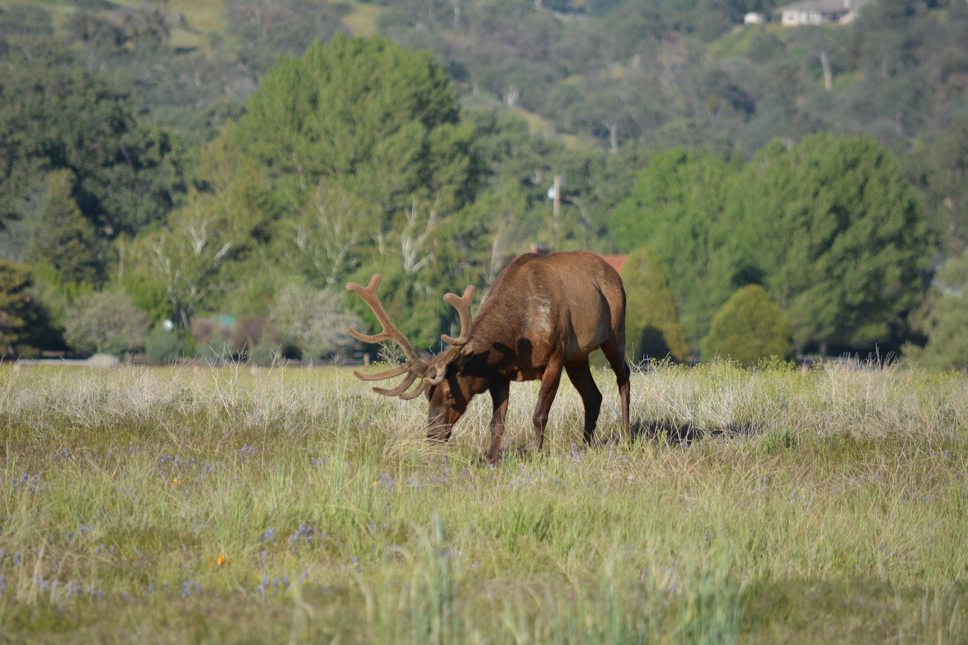 What Do Elk Eat in the Winter