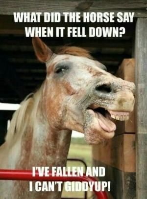What Do Horses Say When They Fall down