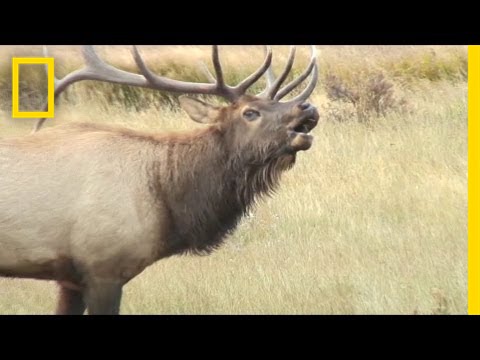 What Does an Elk Sound Like