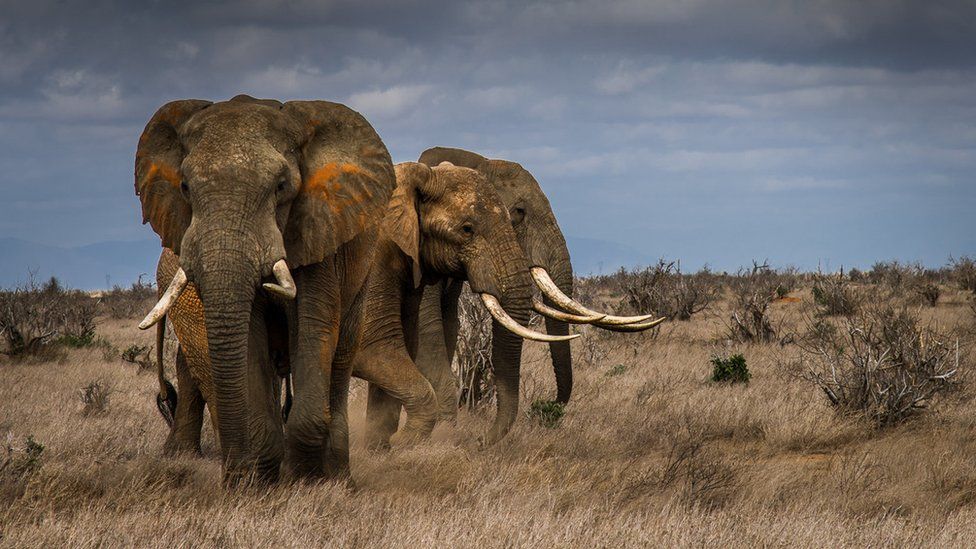What Elephant is Extinct